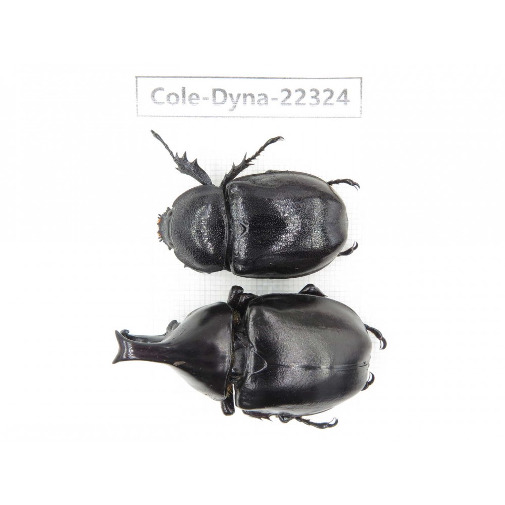 Xylotrupes gideon. China,  Yunnan, Dehong, Longchuan county. 1P. Cole-Dyna-22324.