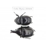 Xylotrupes gideon. China,  Yunnan, Dehong, Longchuan county. 1P. Cole-Dyna-22324.