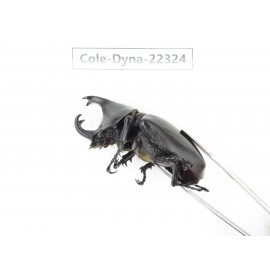 Xylotrupes gideon. China,  Yunnan, Dehong, Longchuan county. 1P. Cole-Dyna-22324.