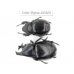 Xylotrupes gideon. China,  Yunnan, Dehong, Longchuan county. 1P. Cole-Dyna-22325.