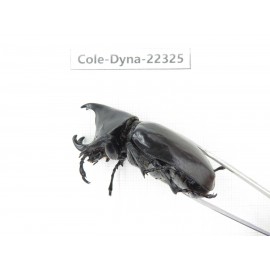 Xylotrupes gideon. China,  Yunnan, Dehong, Longchuan county. 1P. Cole-Dyna-22325.