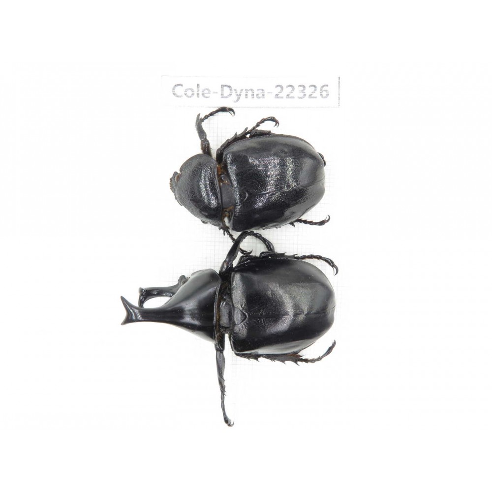 Xylotrupes gideon. China,  Yunnan, Dehong, Longchuan county. 1P. Cole-Dyna-22326.