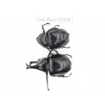 Xylotrupes gideon. China,  Yunnan, Dehong, Longchuan county. 1P. Cole-Dyna-22326.