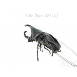 Xylotrupes gideon. China,  Yunnan, Dehong, Longchuan county. 1P. Cole-Dyna-22326.