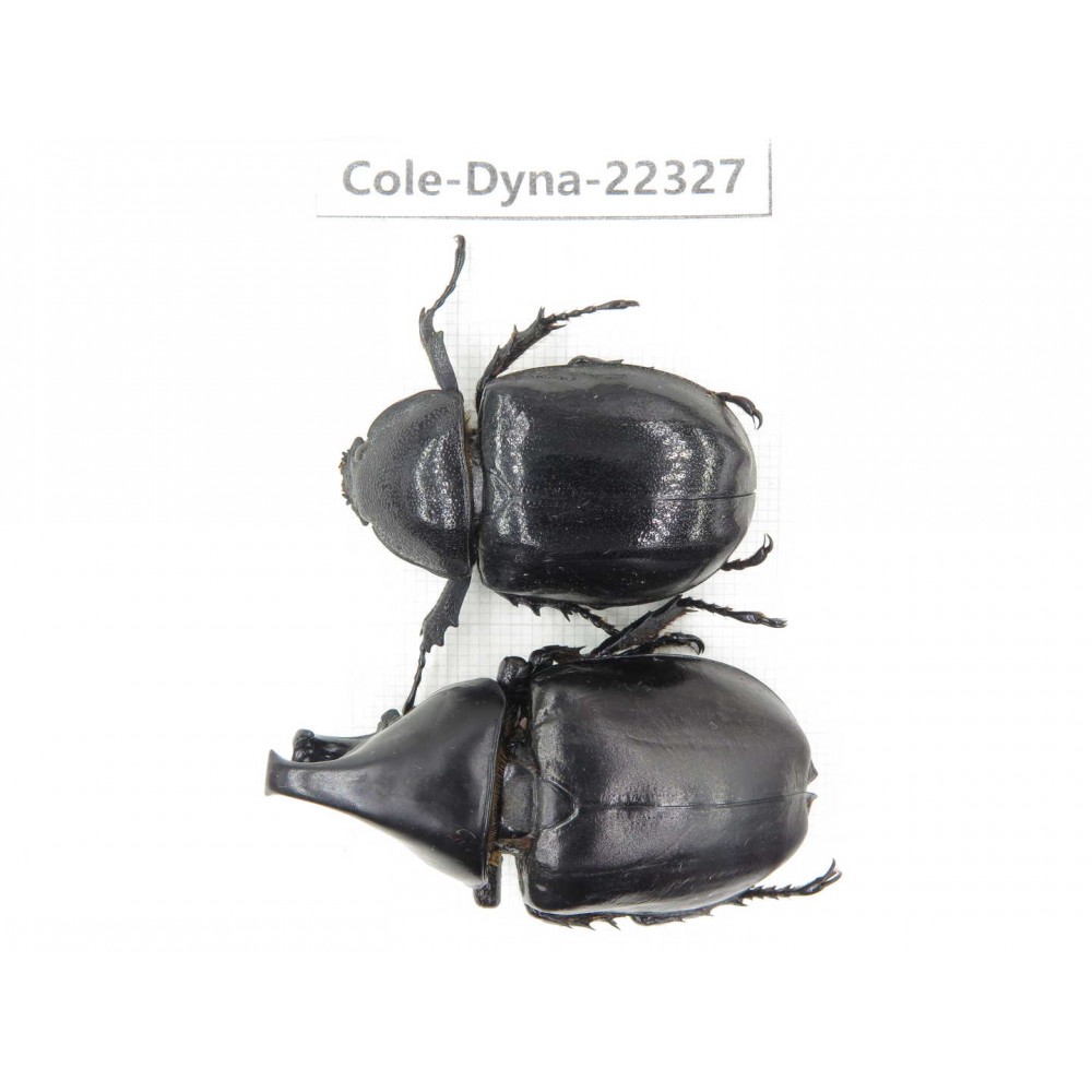 Xylotrupes gideon. China,  Yunnan, Dehong, Longchuan county. 1P. Cole-Dyna-22327.