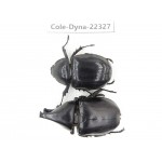 Xylotrupes gideon. China,  Yunnan, Dehong, Longchuan county. 1P. Cole-Dyna-22327.