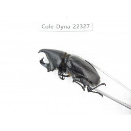 Xylotrupes gideon. China,  Yunnan, Dehong, Longchuan county. 1P. Cole-Dyna-22327.