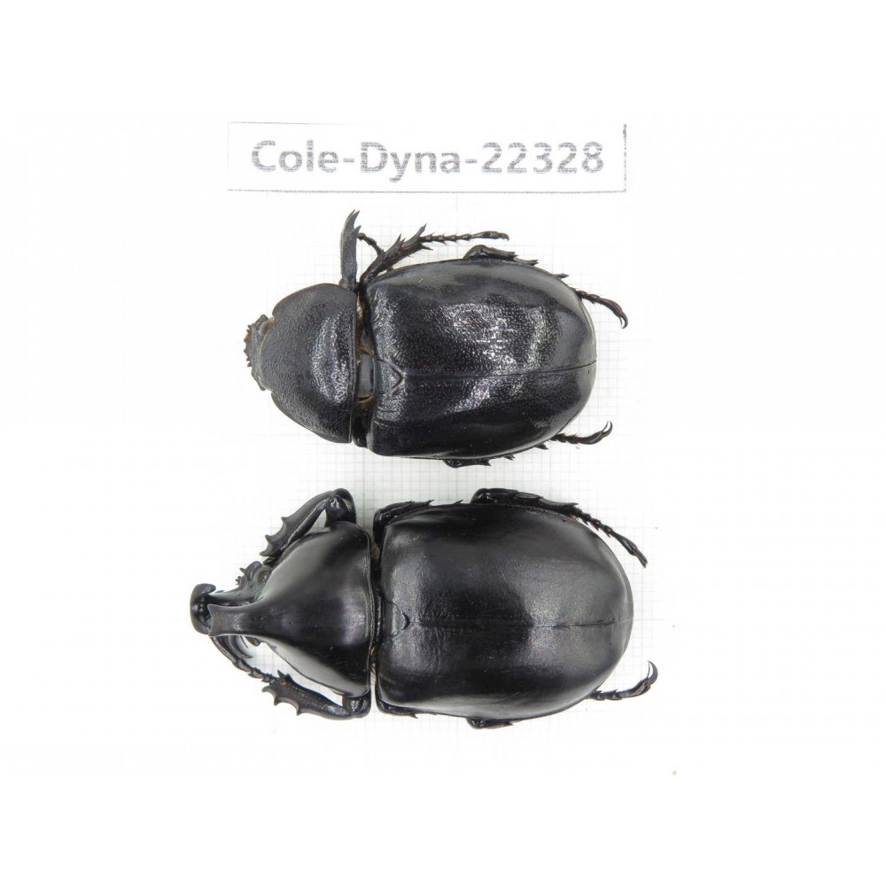Xylotrupes gideon. China,  Yunnan, Dehong, Longchuan county. 1P. Cole-Dyna-22328.