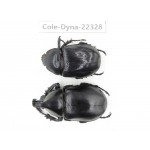 Xylotrupes gideon. China,  Yunnan, Dehong, Longchuan county. 1P. Cole-Dyna-22328.