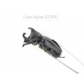 Xylotrupes gideon. China,  Yunnan, Dehong, Longchuan county. 1P. Cole-Dyna-22328.