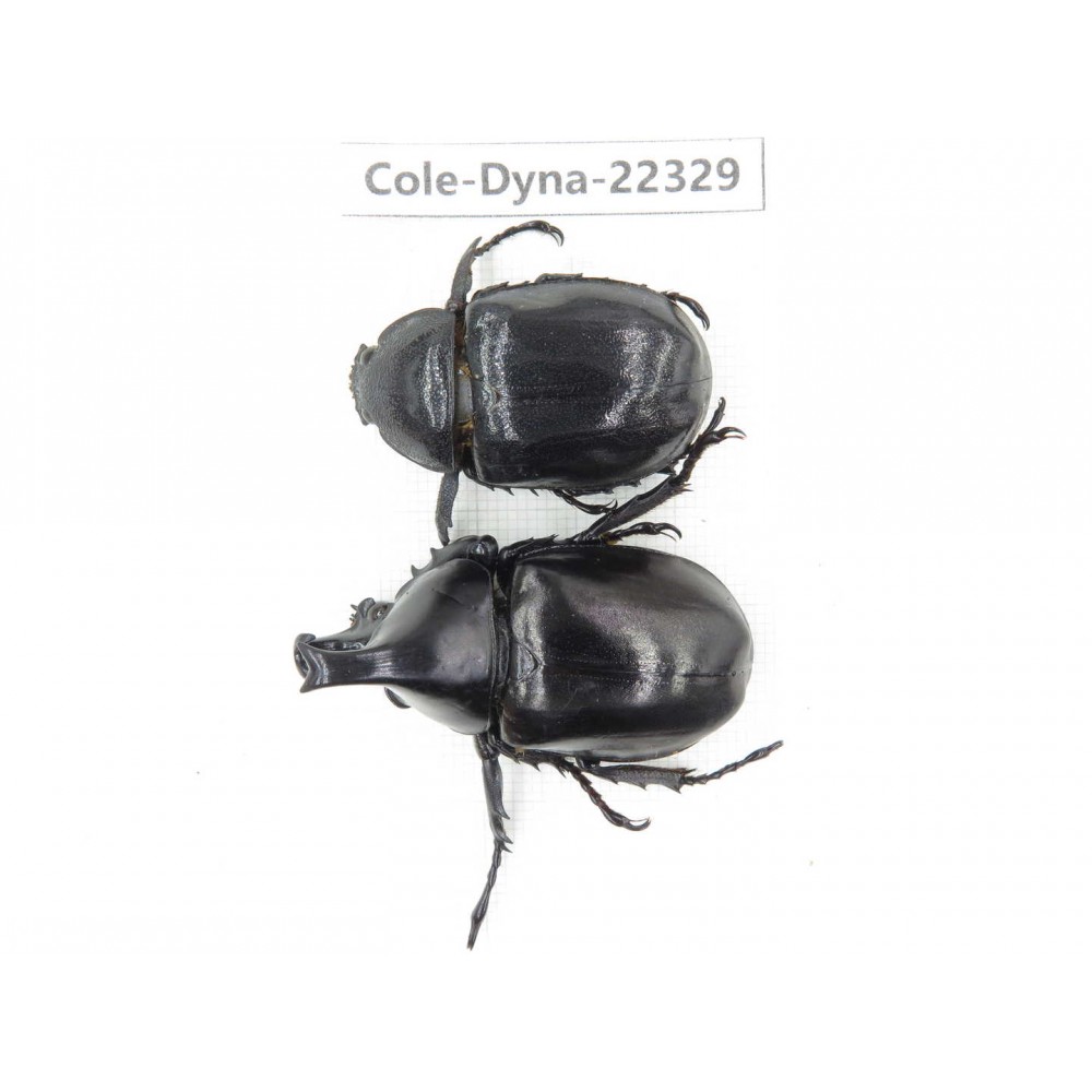Xylotrupes gideon. China,  Yunnan, Dehong, Longchuan county. 1P. Cole-Dyna-22329.