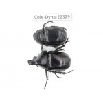 Xylotrupes gideon. China,  Yunnan, Dehong, Longchuan county. 1P. Cole-Dyna-22329.