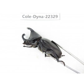 Xylotrupes gideon. China,  Yunnan, Dehong, Longchuan county. 1P. Cole-Dyna-22329.
