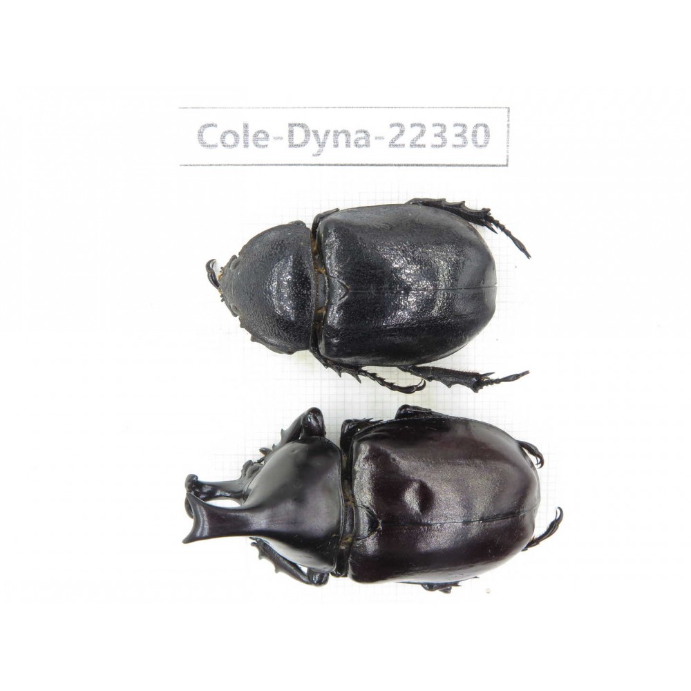 Xylotrupes gideon. China,  Yunnan, Dehong, Longchuan county. 1P. Cole-Dyna-22330.