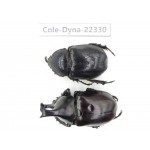Xylotrupes gideon. China,  Yunnan, Dehong, Longchuan county. 1P. Cole-Dyna-22330.