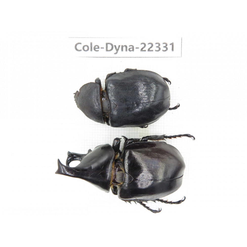 Xylotrupes gideon. China,  Yunnan, Dehong, Longchuan county. 1P. Cole-Dyna-22331.