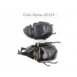 Xylotrupes gideon. China,  Yunnan, Dehong, Longchuan county. 1P. Cole-Dyna-22331.