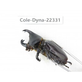Xylotrupes gideon. China,  Yunnan, Dehong, Longchuan county. 1P. Cole-Dyna-22331.