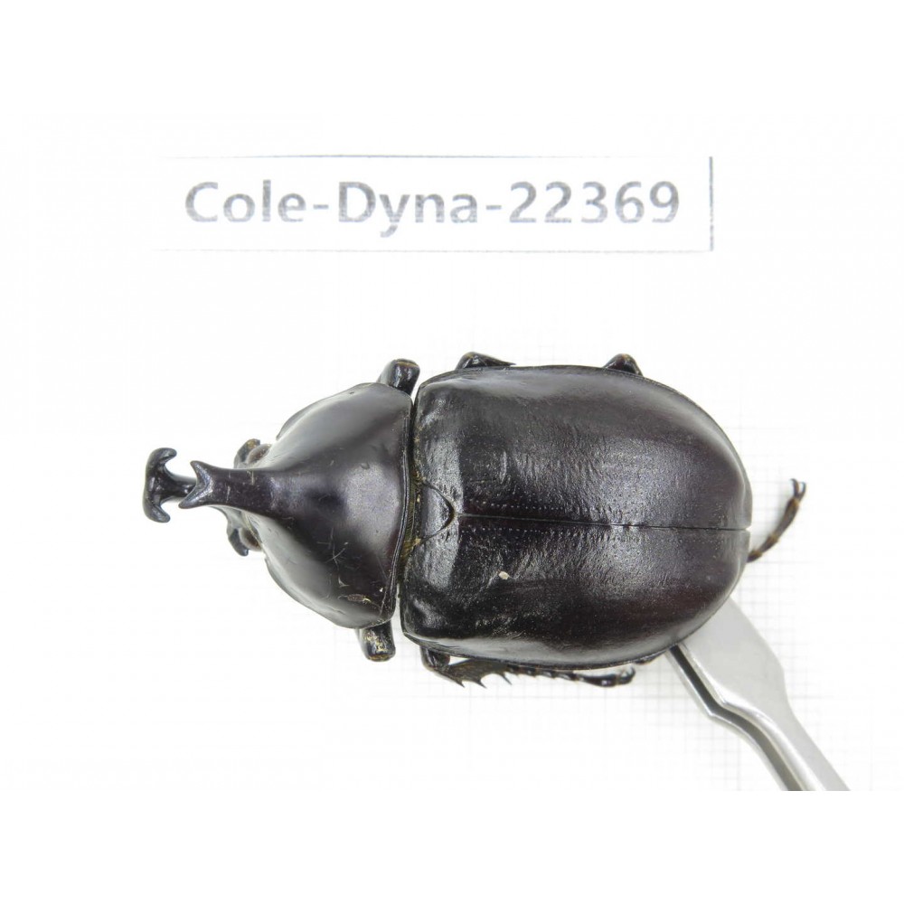 Xylotrupes gideon. China, Guangxi, Baise, Mt.Cenwanglaoshan.1M. Cole-Dyna-22369.