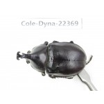 Xylotrupes gideon. China, Guangxi, Baise, Mt.Cenwanglaoshan.1M. Cole-Dyna-22369.