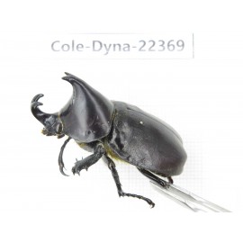 Xylotrupes gideon. China, Guangxi, Baise, Mt.Cenwanglaoshan.1M. Cole-Dyna-22369.