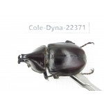 Xylotrupes gideon. China, Guangxi, Baise, Mt.Cenwanglaoshan.1M. Cole-Dyna-22371.