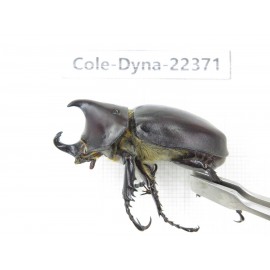 Xylotrupes gideon. China, Guangxi, Baise, Mt.Cenwanglaoshan.1M. Cole-Dyna-22371.