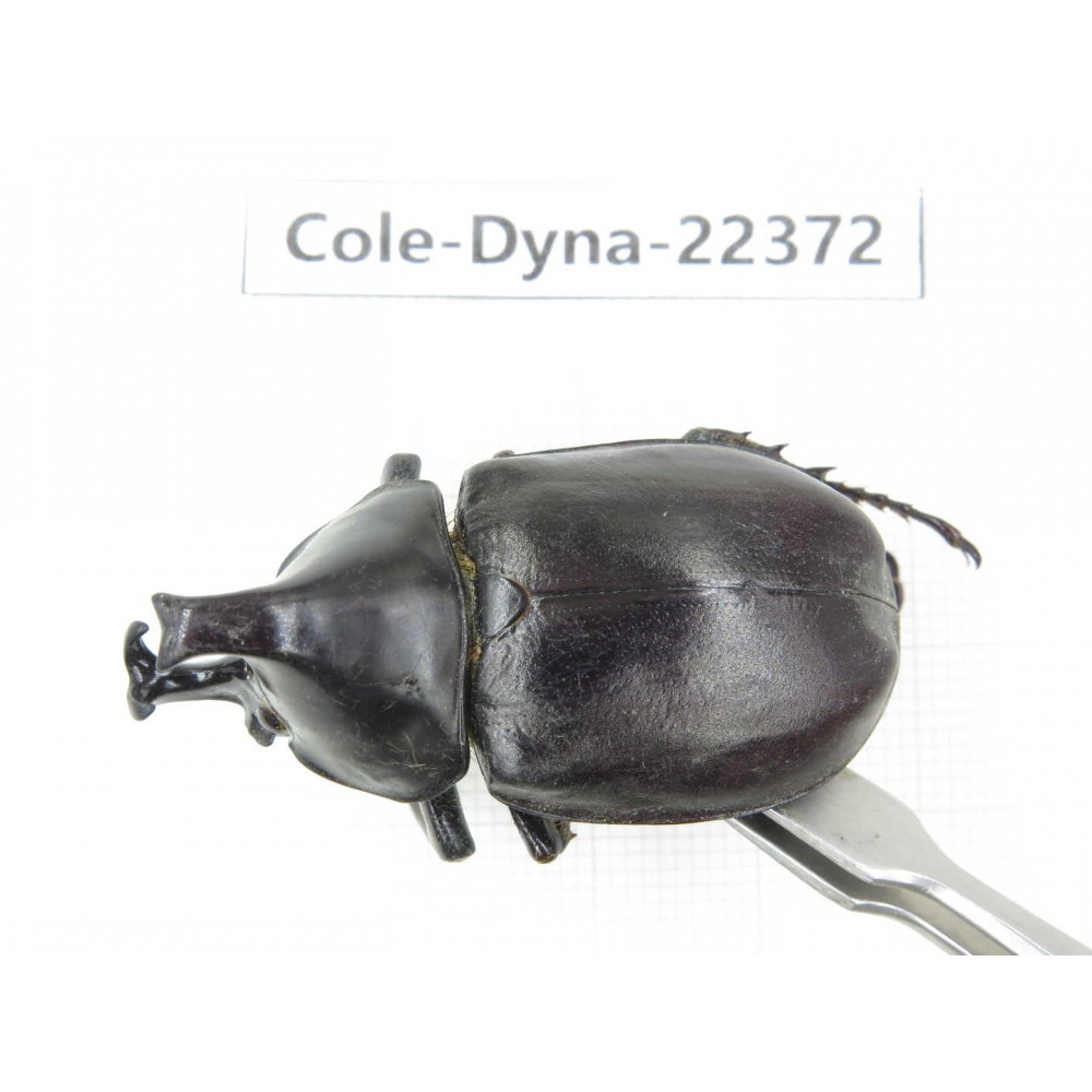 Xylotrupes gideon. China, Guangxi, Baise, Mt.Cenwanglaoshan.1M. Cole-Dyna-22372.