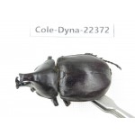 Xylotrupes gideon. China, Guangxi, Baise, Mt.Cenwanglaoshan.1M. Cole-Dyna-22372.