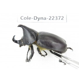 Xylotrupes gideon. China, Guangxi, Baise, Mt.Cenwanglaoshan.1M. Cole-Dyna-22372.