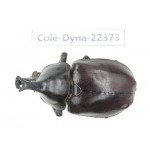 Xylotrupes gideon. China, Guangxi, Baise, Mt.Cenwanglaoshan.1M. Cole-Dyna-22373.