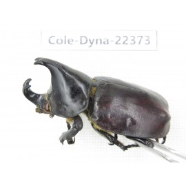 Xylotrupes gideon. China, Guangxi, Baise, Mt.Cenwanglaoshan.1M. Cole-Dyna-22373.