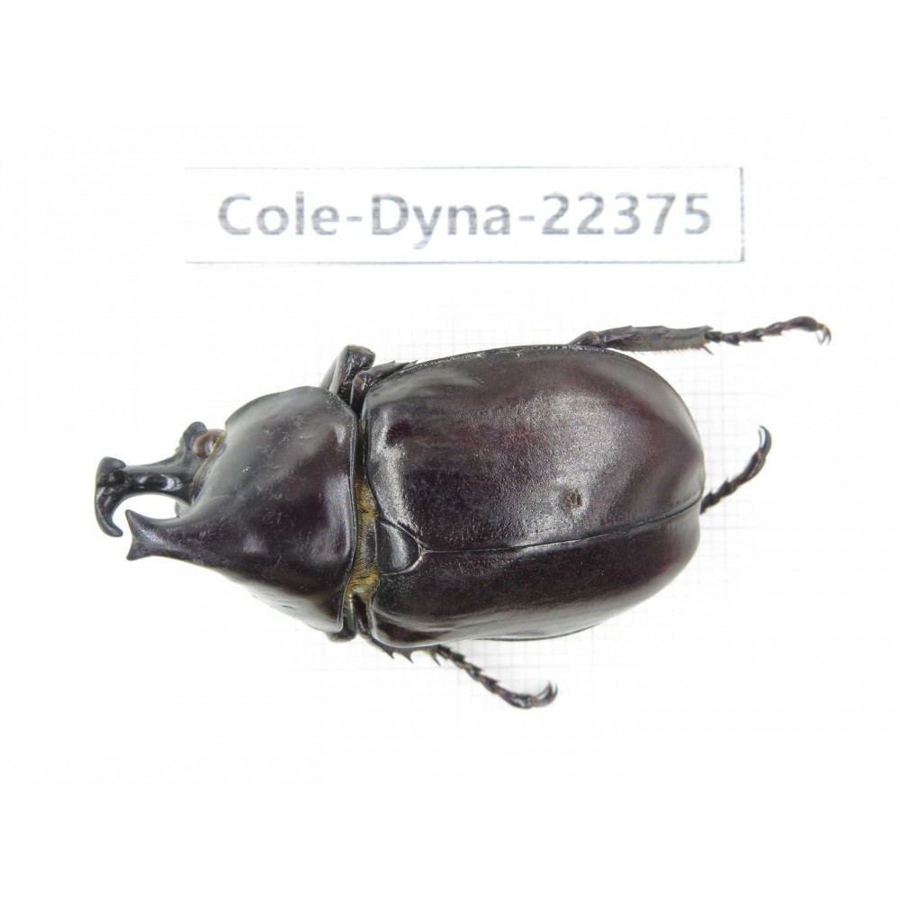 Xylotrupes gideon. China, Guangxi, Baise, Mt.Cenwanglaoshan.1M. Cole-Dyna-22375.