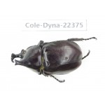 Xylotrupes gideon. China, Guangxi, Baise, Mt.Cenwanglaoshan.1M. Cole-Dyna-22375.