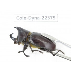 Xylotrupes gideon. China, Guangxi, Baise, Mt.Cenwanglaoshan.1M. Cole-Dyna-22375.