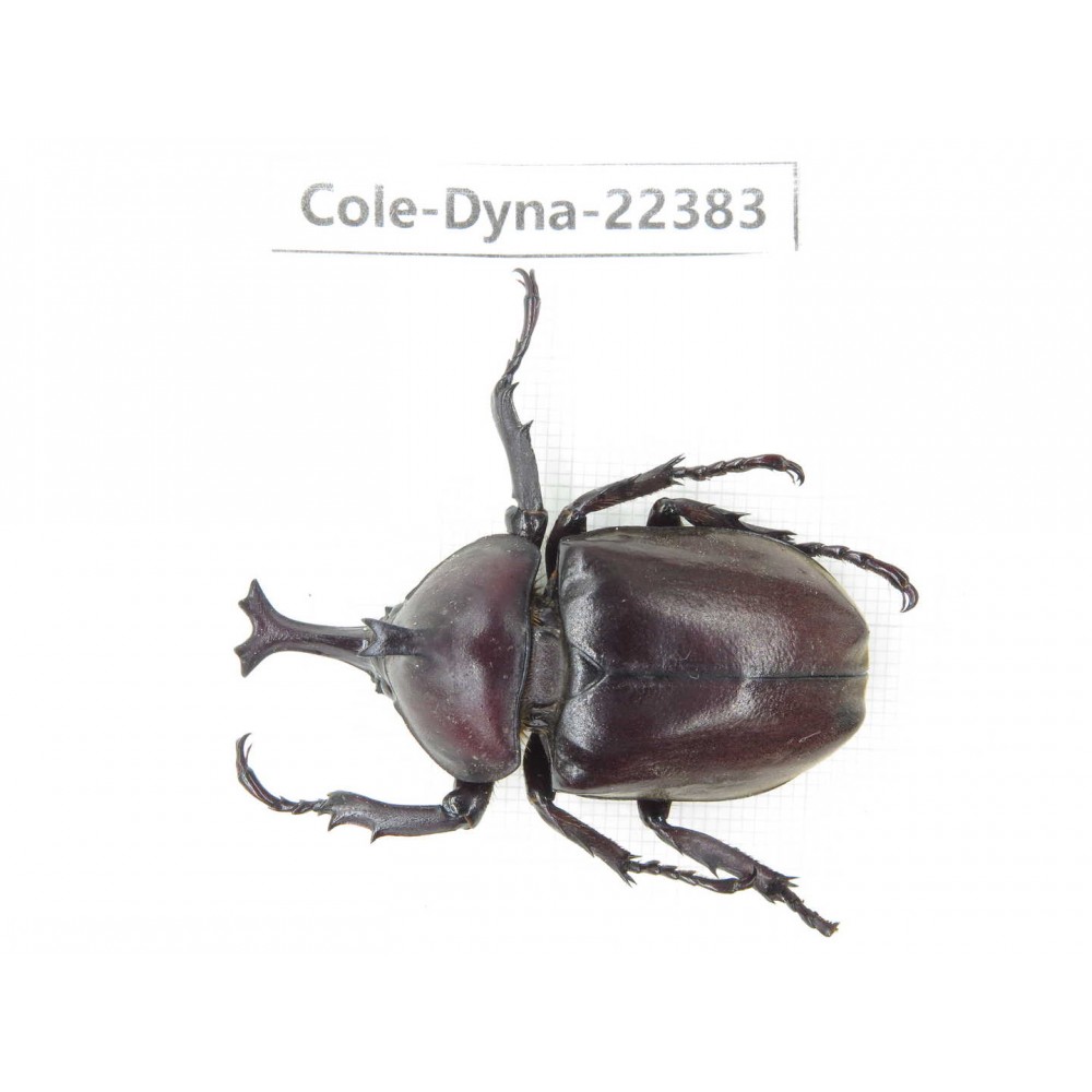 Trypoxylus dichotomus. China, Guizhou, Qiandongnan, Taijiang county. 1M. Cole-Dyna-22383.