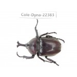 Trypoxylus dichotomus. China, Guizhou, Qiandongnan, Taijiang county. 1M. Cole-Dyna-22383.