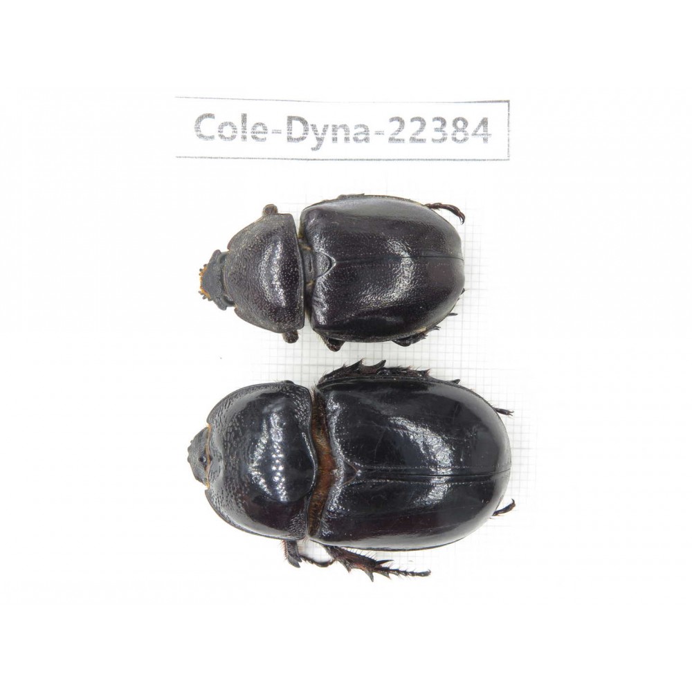 Dynastidae sp. China, Guangxi, Baise, Mt.Cenwanglaoshan. 2F. Cole-Dyna-22384.