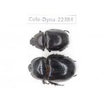 Dynastidae sp. China, Guangxi, Baise, Mt.Cenwanglaoshan. 2F. Cole-Dyna-22384.