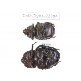Dynastidae sp. China, Guangxi, Baise, Mt.Cenwanglaoshan. 2F. Cole-Dyna-22384.