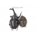 Trypoxylus dichotomus. China, Guizhou, Qiandongnan, Mt.Leigongshan. 1P. Cole-Dyna-22389.