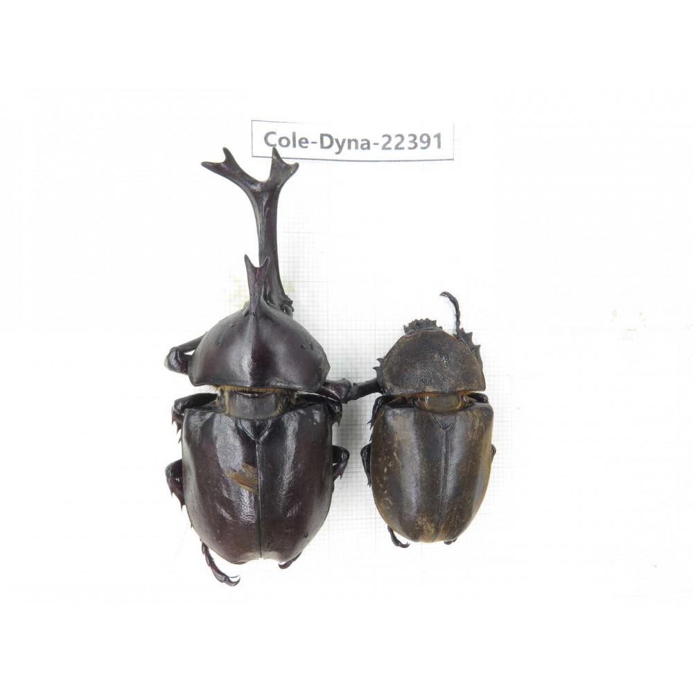 Trypoxylus dichotomus. China, Guizhou, Qiandongnan, Mt.Leigongshan. 1P. Cole-Dyna-22391.