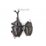 Trypoxylus dichotomus. China, Guizhou, Qiandongnan, Mt.Leigongshan. 1P. Cole-Dyna-22391.