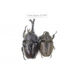 Trypoxylus dichotomus. China, Guizhou, Qiandongnan, Mt.Leigongshan. 1P. Cole-Dyna-22394.
