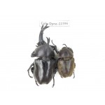 Trypoxylus dichotomus. China, Guizhou, Qiandongnan, Mt.Leigongshan. 1P. Cole-Dyna-22396.