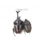 Trypoxylus dichotomus. China, Guizhou, Qiandongnan, Mt.Leigongshan. 1P. Cole-Dyna-22397.