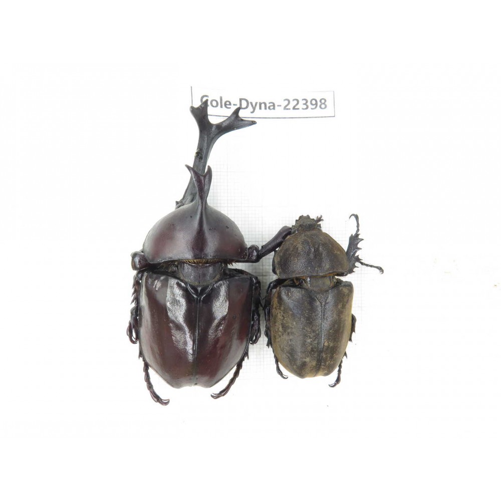 Trypoxylus dichotomus. China, Guizhou, Qiandongnan, Mt.Leigongshan. 1P. Cole-Dyna-22398.