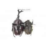 Trypoxylus dichotomus. China, Guizhou, Qiandongnan, Mt.Leigongshan. 1P. Cole-Dyna-22398.