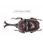 Trypoxylus dichotomus. China, Guizhou, Qiandongnan, Mt.Leigongshan. 1M. Cole-Dyna-22463.