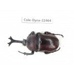 Trypoxylus dichotomus. China, Guizhou, Qiandongnan, Mt.Leigongshan. 1M. Cole-Dyna-22464.